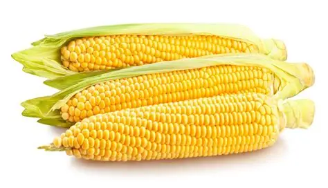 Yellow Maize (Corn)